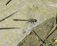 Stenogomphurus rogersi