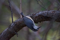 Sitta europaea