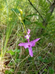 Calopogon