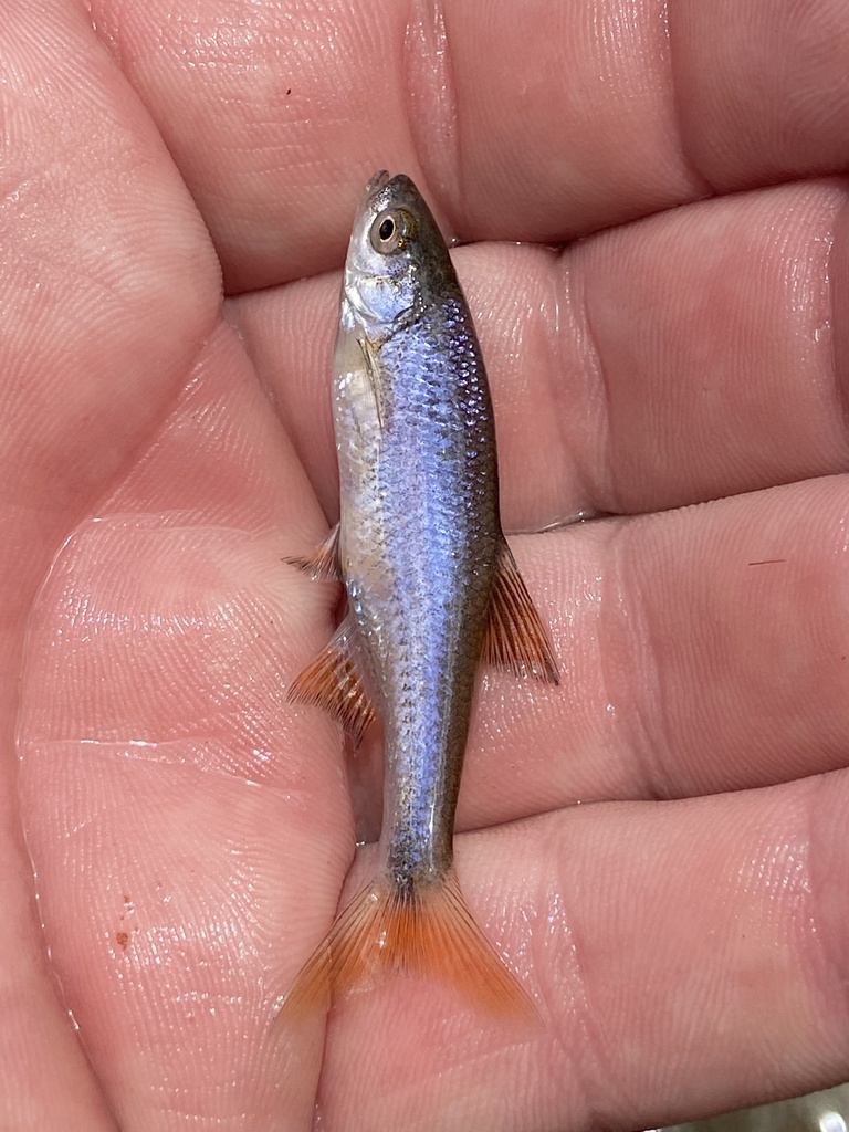 Pretty Shiner from Soapstone Creek, Selma, AL, US on June 9, 2022 at 12 ...