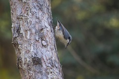 Sitta europaea