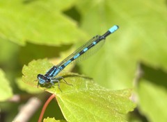 Enallagma recurvatum