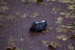 Sitta europaea