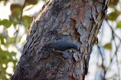 Sitta europaea