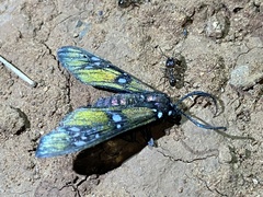 Chrysocale