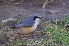 Sitta europaea