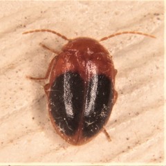 Prionocyphon discoideus