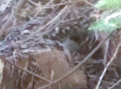 Gray Catbird photographed in California