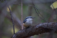 Sitta europaea