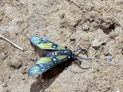 Chrysocale