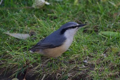 Sitta europaea