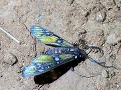 Chrysocale