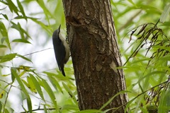 Sitta europaea