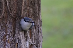 Sitta europaea