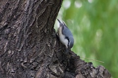 Sitta europaea
