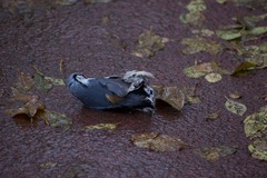 Sitta europaea