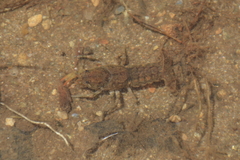 Cambarus latimanus