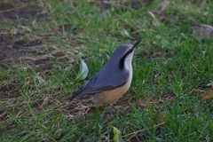 Sitta europaea