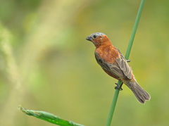 Sporophila cinnamomea