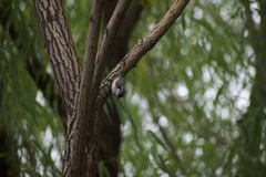 Sitta europaea
