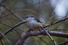 Sitta europaea