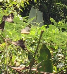 Graphium antiphates itamputi