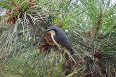 Sitta europaea