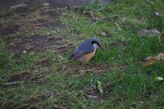 Sitta europaea
