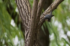 Sitta europaea