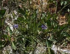 Sisyrinchium halophilum