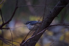 Sitta europaea