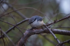 Sitta europaea