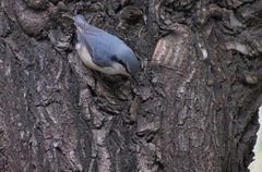 Sitta europaea