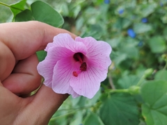 Hibiscus escobariae