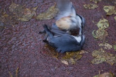 Sitta europaea