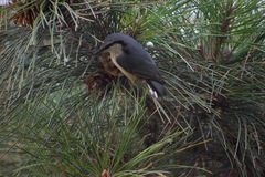 Sitta europaea