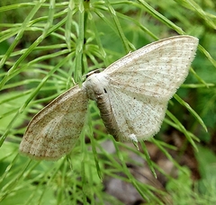Scopula immutata