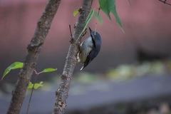 Sitta europaea
