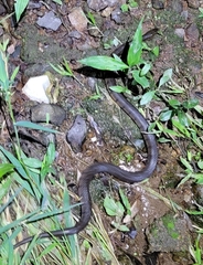 Trimerodytes annularis