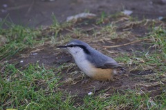 Sitta europaea