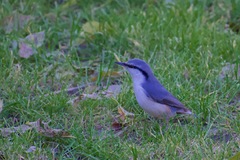 Sitta europaea