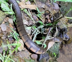 Trimerodytes annularis