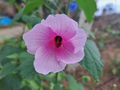 Hibiscus escobariae