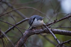 Sitta europaea