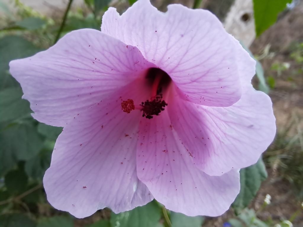Hibiscus escobariae