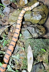 Trimerodytes annularis