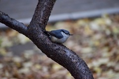Sitta europaea