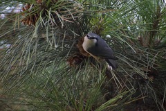 Sitta europaea