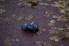 Sitta europaea