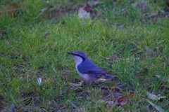 Sitta europaea
